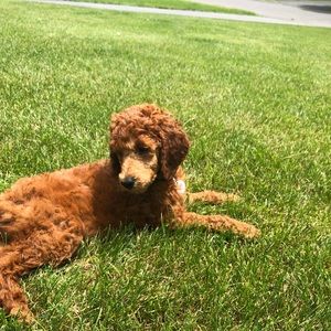 Meet your Posher, Amy